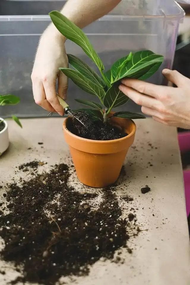 Article thumbnail for What Causes Mold in Houseplant Soil?