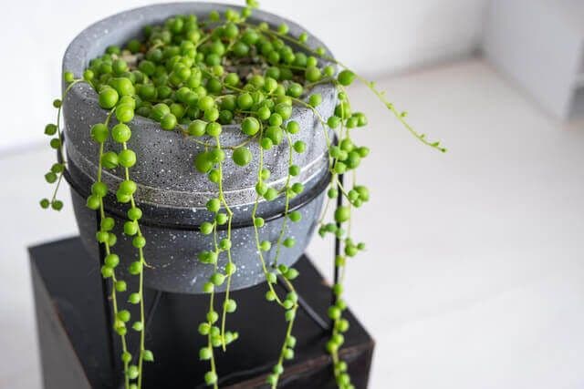 String of Pearls