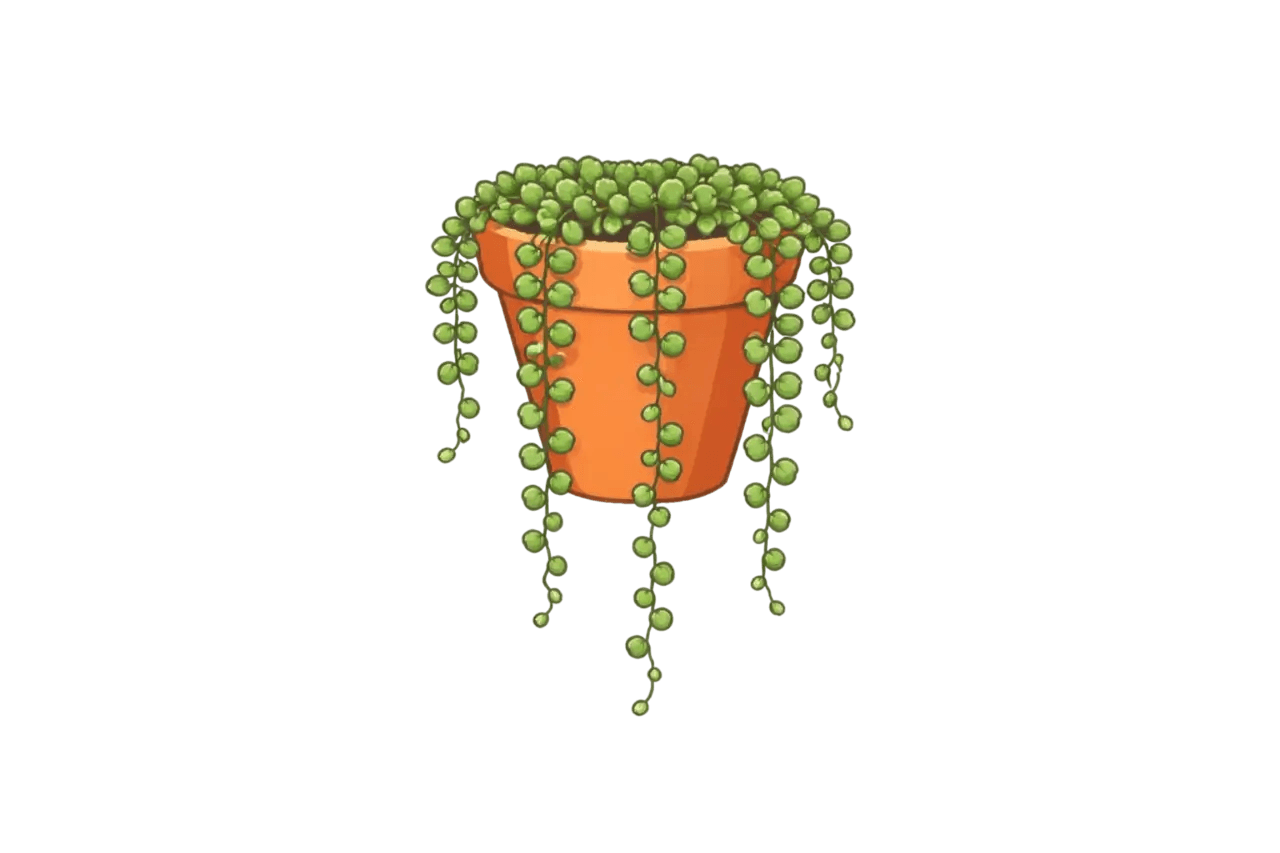 String of Pearls