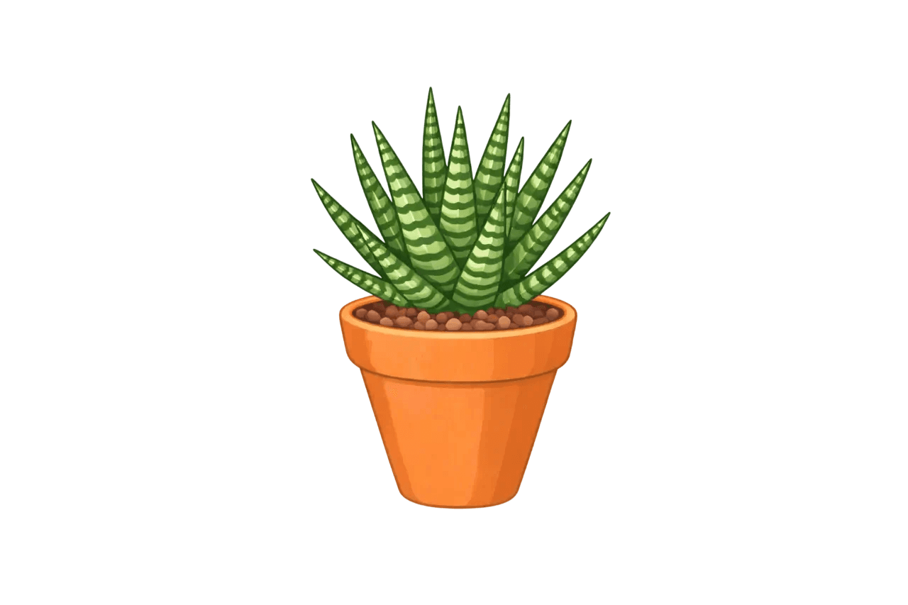 Zebra Plant (Haworthia fasciata)
