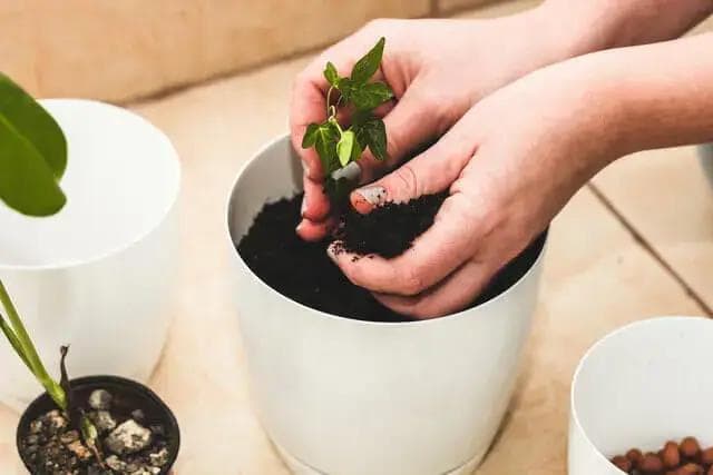 Article thumbnail for 5 Beginner-Friendly Houseplants That Are Hard to Kill