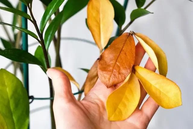 Article thumbnail for Why Are My Plant’s Leaves Turning Yellow? Common Causes & How to Fix It