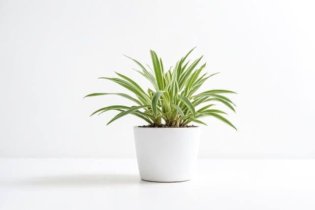 Spider Plant