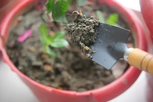 Article thumbnail for Why Is There Mold on My Plant’s Soil? (And What To Do About It)