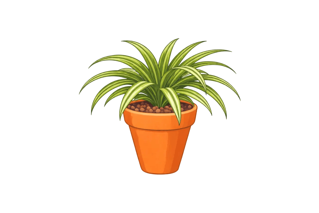 Spider Plant