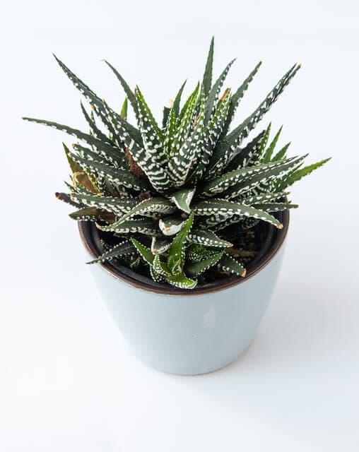 Zebra Plant (Haworthia fasciata)