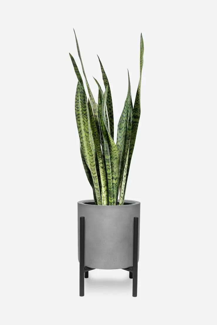 Snake Plant