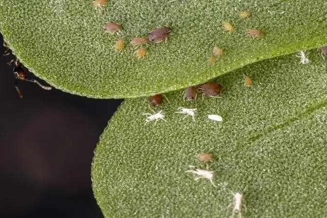 Article thumbnail for How to Get Rid of Bugs on Houseplants: A Quick Guide to Common Pests