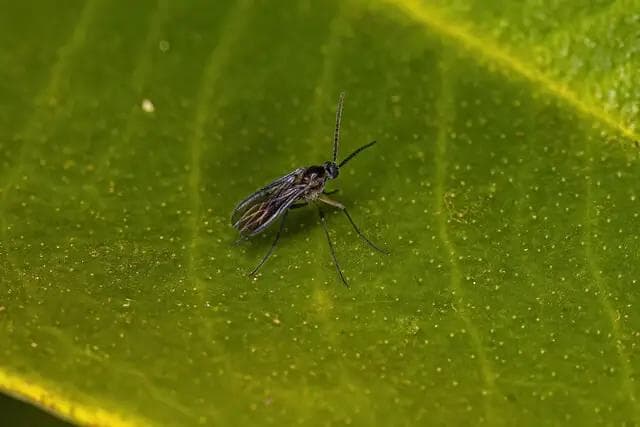 Article thumbnail for How to Get Rid of Fungus Gnats by Tackling the Mold They Love
