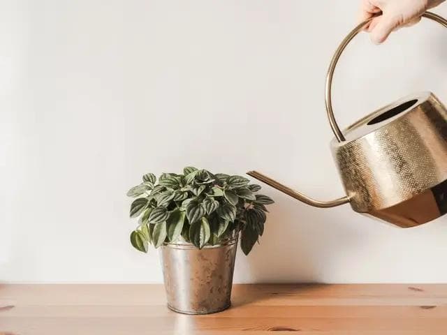 Article thumbnail for Why Is My Plant Drooping? Top Causes & Easy Fixes