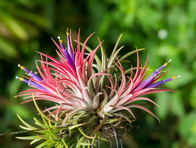 Air Plants