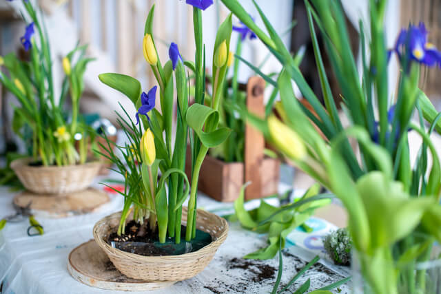 Bulb Plants