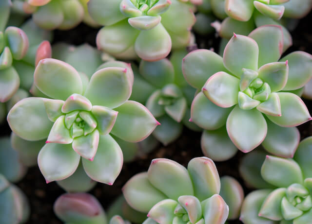Succulents