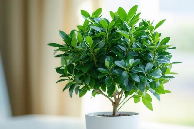 Tree-like