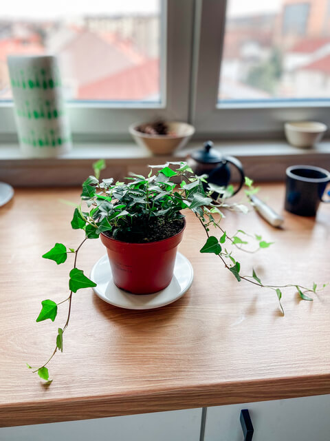Vine / Trailing